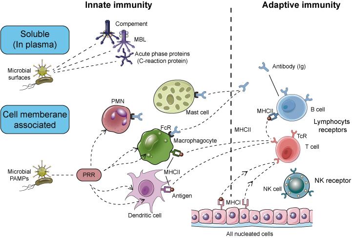Recognition and receptors the keys to immunity